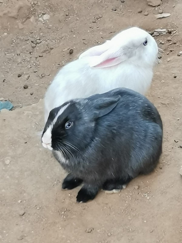 Rabbits