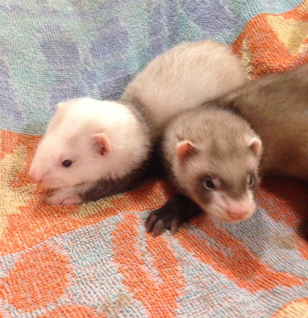 Ferret Kits