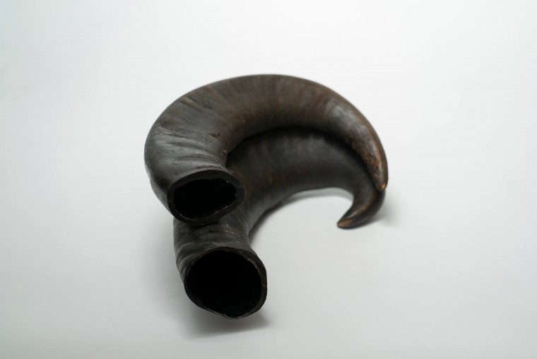 Water Buffalo Bully Horn