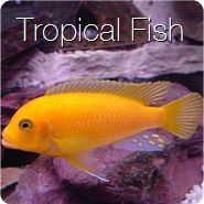 Tropical fish